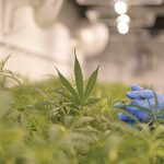 Things to Consider Before Getting Into the Cannabis Industry