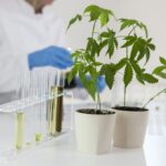 Navigating Cannabis Testing Regulations: Guarding Against Fungus, Bacteria, and More